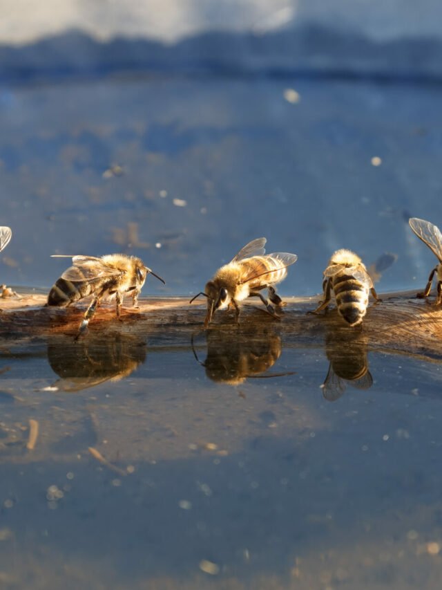 Por que fugir de abelhas na água não funciona?
