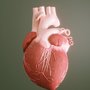 Por que o coração de verdade é tão diferente do símbolo?